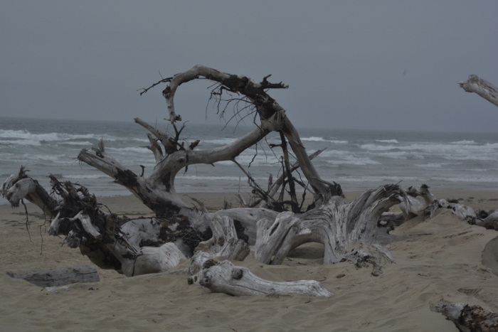 driftwood on Cape Meares Beach